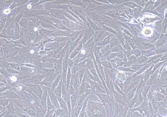 Primary Rabbit Fetal Dermal Fibroblasts (FDF)
