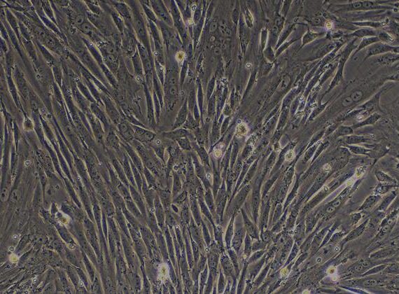 Primary Canine Neonatal Dermal Fibroblasts (NDF)