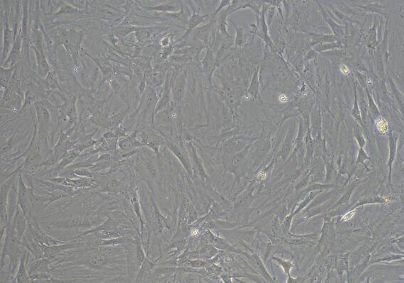 Primary Rat Neonatal Dermal Fibroblasts (NDF)