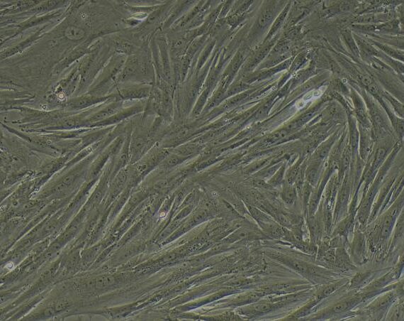 Primary Rabbit Neonatal Dermal Fibroblasts (NDF)