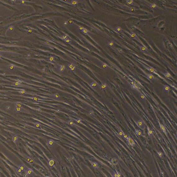 Primary Canine Splenic Fibroblasts (SF)
