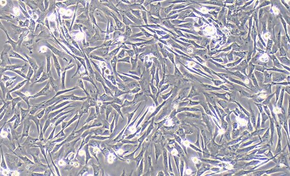 Primary Canine Cardiac Fibroblasts (CF)