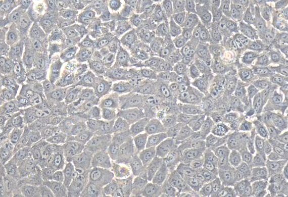 Primary Rabbit Mammary Epithelial Cells (MEC)