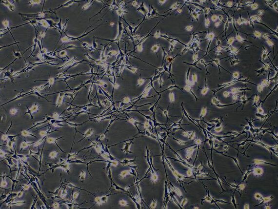 Primary Rat Midbrain Neuron Cells (MNC)