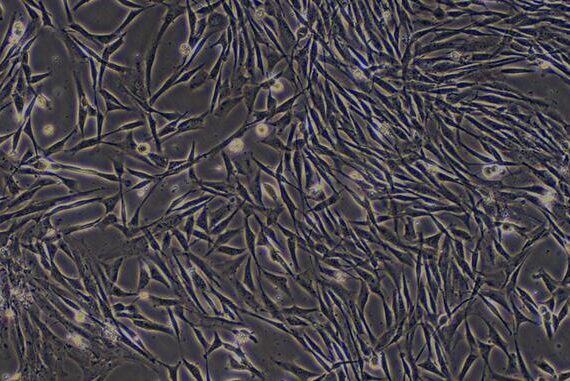 Primary Canine Osteoblasts (OB)