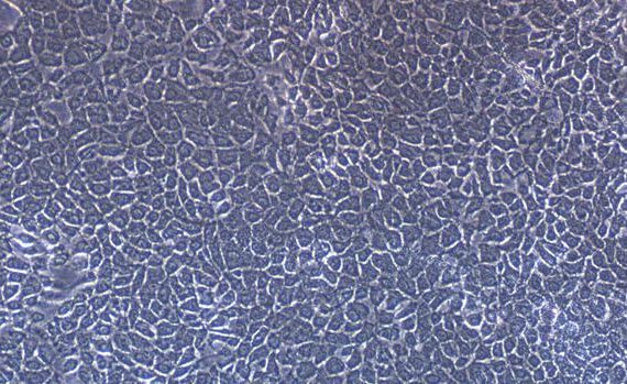 Primary Canine Esophageal Epithelial Cells (EEC)