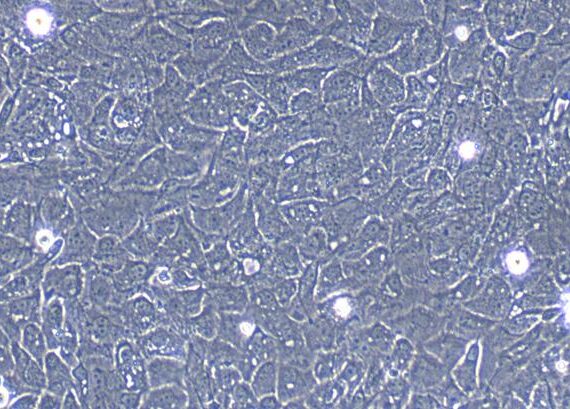 Primary Caprine Esophageal Epithelial Cells (EEC)