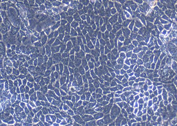 Primary Rabbit Esophageal Epithelial Cells (EEC)