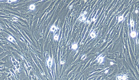 Primary Rat Colonic Smooth Muscle Cells (CSMC)