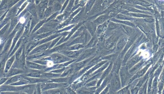 Primary Caprine Esophageal Smooth Muscle Cells (ESMC)