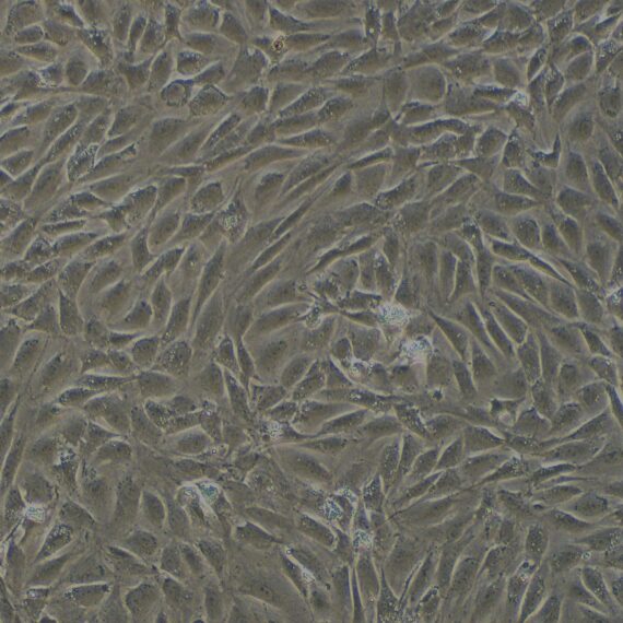 Primary Rat Esophageal Smooth Muscle Cells (ESMC)
