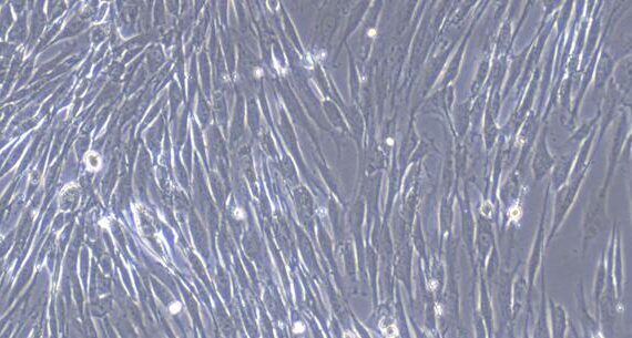 Primary Canine Gastric Smooth Muscle Cells (GSMC)