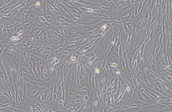 Primary Rat Gastric Smooth Muscle Cells (GSMC)