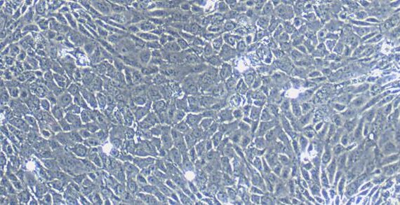 Primary Canine Cervical Epithelial Cells (CrEC)