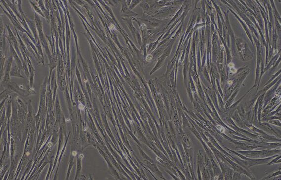Primary Canine Sertoli Cells (SEC)