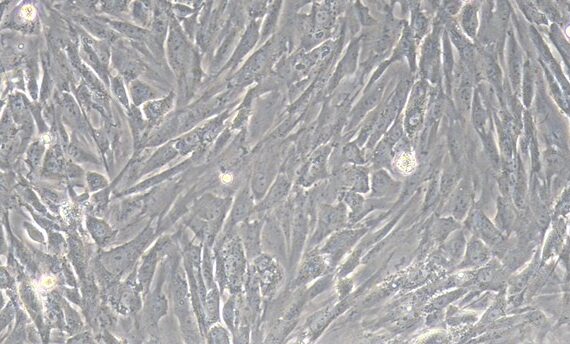 Primary Mouse Sertoli Cells (SEC)