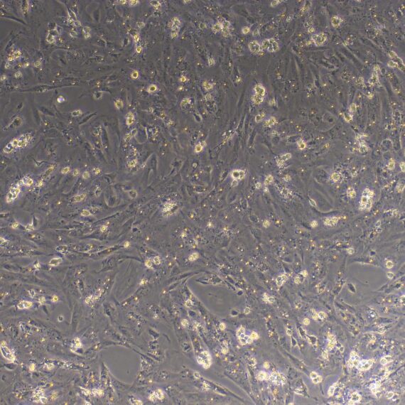 Primary Rat Sertoli Cells (SEC)