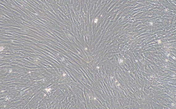Primary Rabbit Sertoli Cells (SEC)