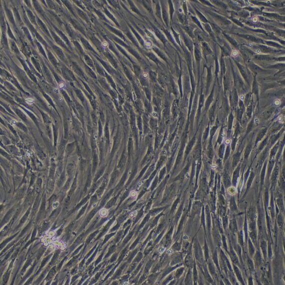 Primary Canine Synovial Cells (SYC)