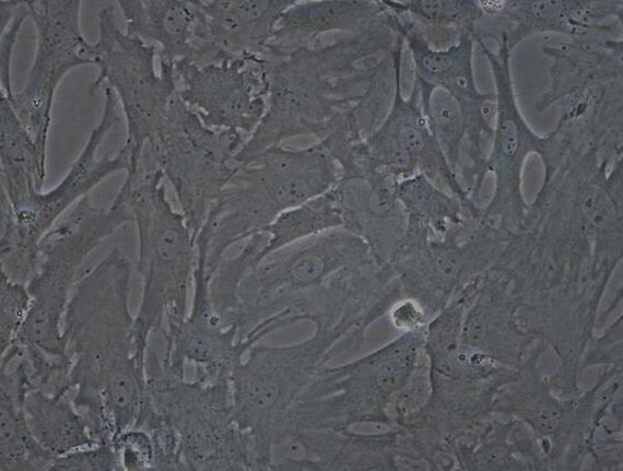 Primary Caprine Synovial Cells (SYC)