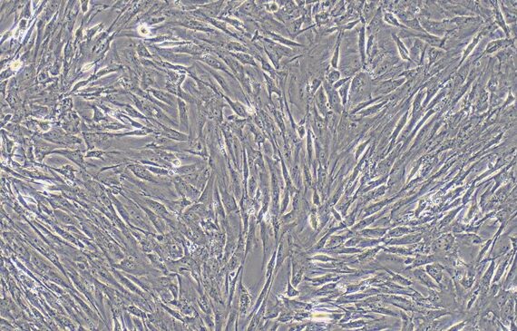 Primary Mouse Synovial Cells (SYC)
