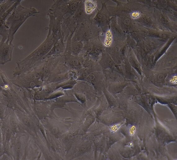 Primary Rat Synovial Cells (SYC)