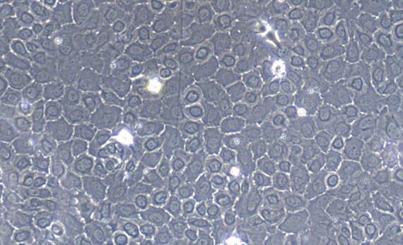 Primary Caprine Thymic Epithelial Cells (TEC)