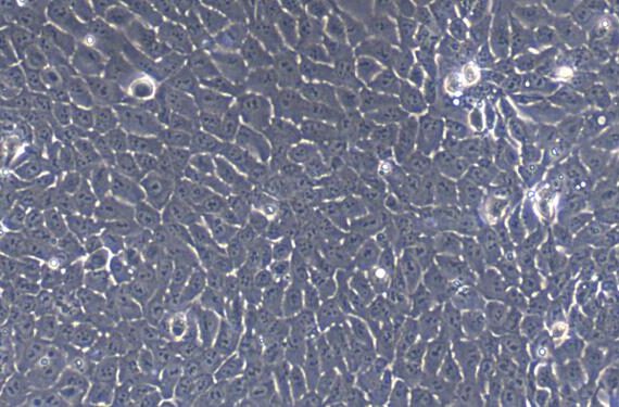Primary Rabbit Thymic Epithelial Cells (TEC)
