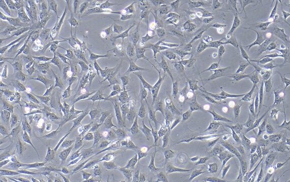 Primary Canine Leydig Cells (LC)