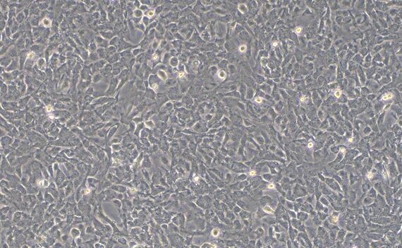 Primary Mouse Leydig Cells (LC)