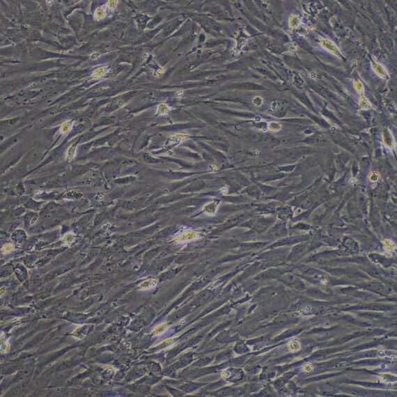 Primary Rat Leydig Cells (LC)