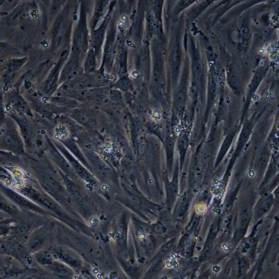 Primary Rabbit Leydig Cells (LC)
