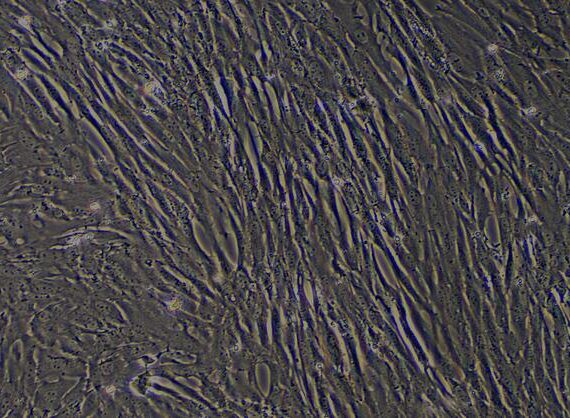 Primary Caprine Ovarian Fibroblasts (OF)