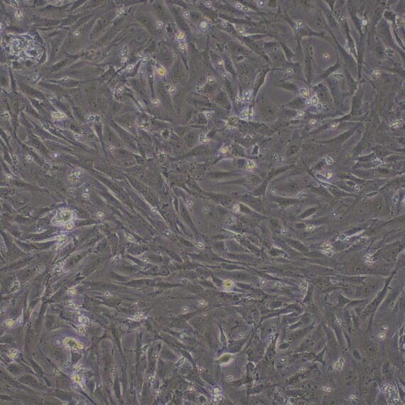 Primary Rabbit Ovarian Fibroblasts (OF)