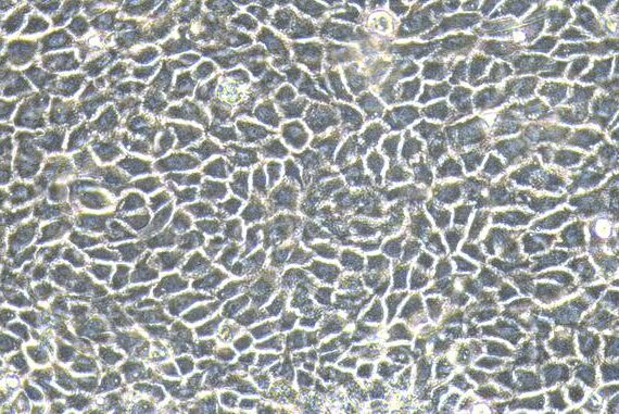 Primary Caprine Small Airway Epithelial Cells (SAEC)