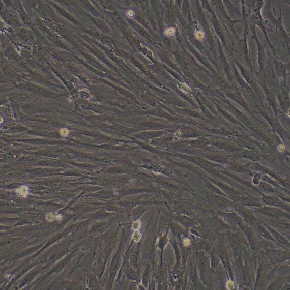 Primary Rat Prostate Fibroblasts (PF)