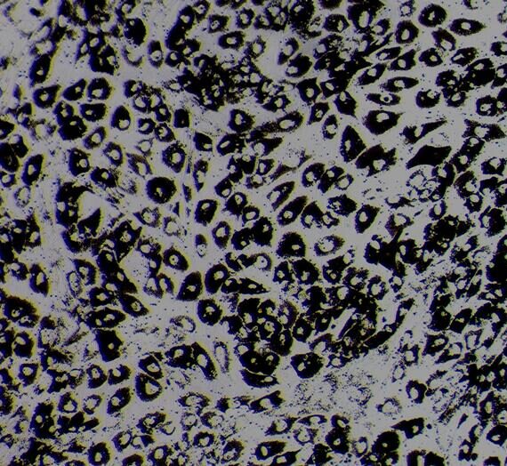 Primary Canine Retinal Pigment Epithelial Cells (RPEC)