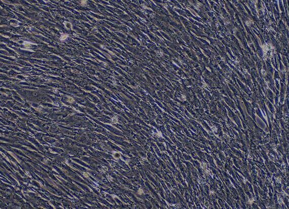 Primary Canine Aortic Smooth Muscle Cells (ASMC)