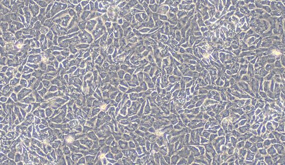 Primary Rat Seminal Vesicle Epithelial Cells (SVEC)