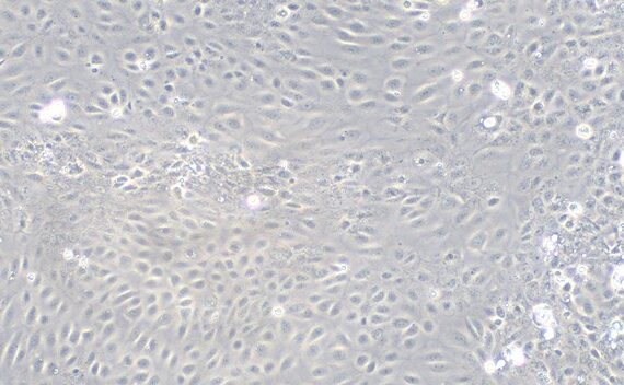 Primary Rabbit Seminal Vesicle Epithelial Cells (SVEC)