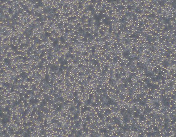 Primary Canine Bone Marrow Mononuclear Cells (BMMC)