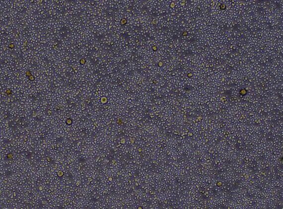 Primary Mouse Bone Marrow Mononuclear Cells (BMMC)