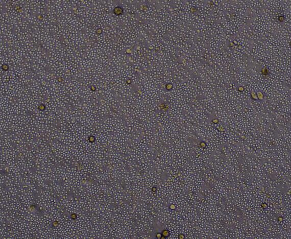 Primary Rat Bone Marrow Mononuclear Cells (BMMC)