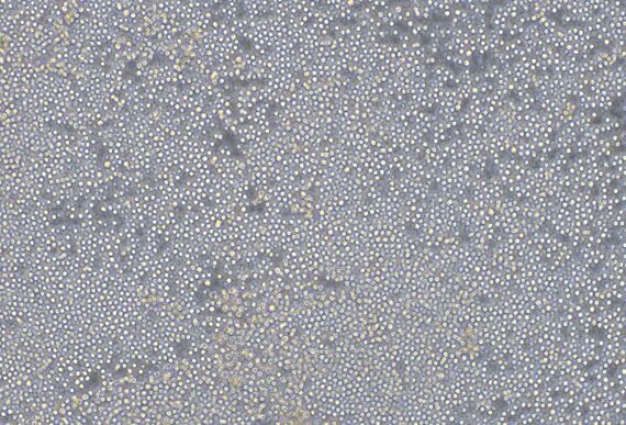 Primary Canine Peripheral Blood Mononuclear Cells (PBMC)