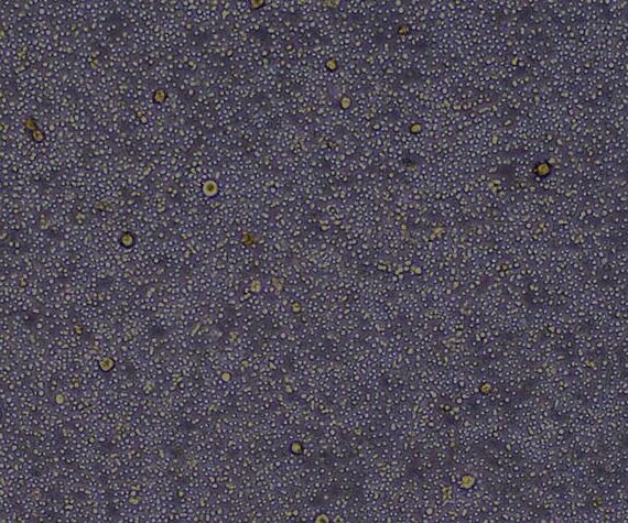 Primary Mouse Peripheral Blood Mononuclear Cells (PBMC)