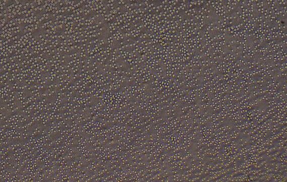 Primary Rat Peripheral Blood Mononuclear Cells (PBMC)