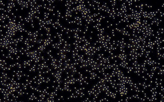 Primary Rabbit Peripheral Blood Mononuclear Cells (PBMC)