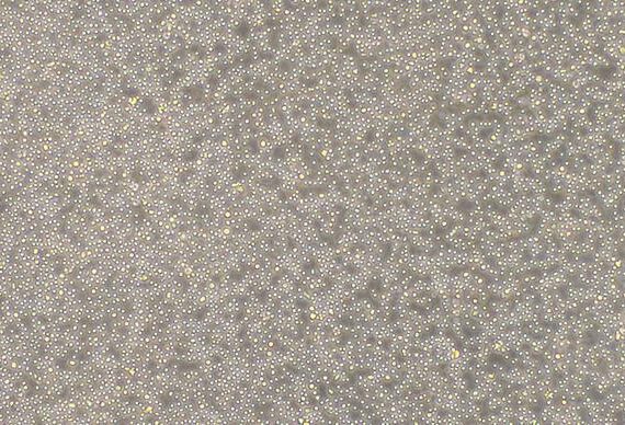 Primary Mouse Lymphatic Mononuclear Cells (LMC)