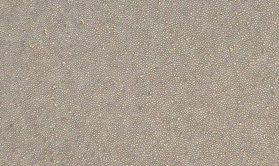 Primary Rat Lymphatic Mononuclear Cells (LMC)
