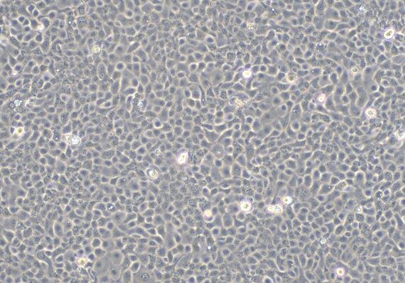 Primary Caprine Bladder Epithelial Cells (BEC)